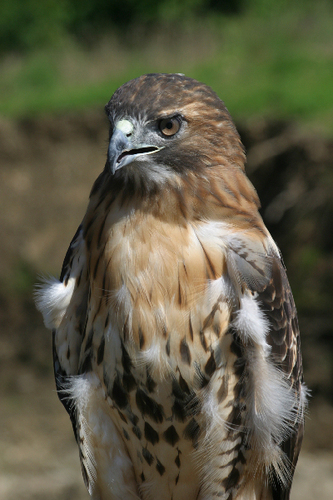 "Red-tailed Hawk"