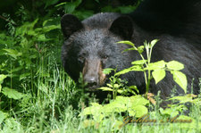 "Hurricane Hill Black Bear"