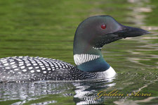 " Loon #049"