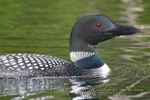 " Loon #049"