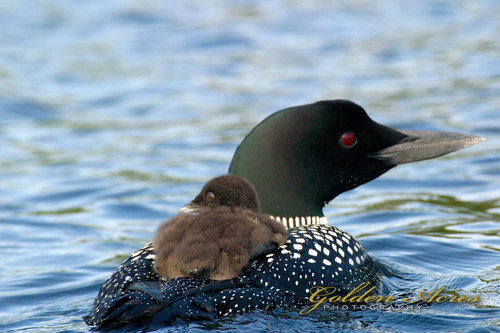 " Loon with Chick 2003"