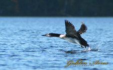 "Loon Chick in Flight"