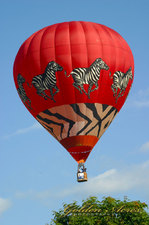 "Zebra Balloon"