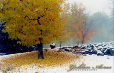 "First Snow"