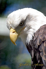 "Bald Eagle"