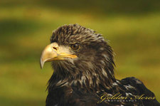 "Juvenile Bald Eagle"