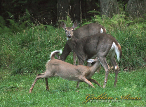 "Nursing Fawn 2004"