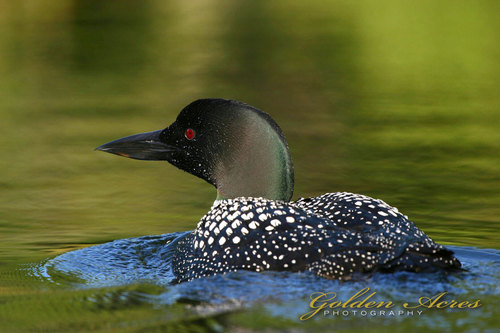 " Loon 2004"