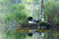 Nesting Loon 2007