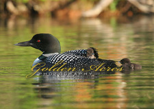 North Cove Loon with Chicks