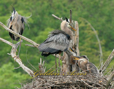Great Blue Heron Nest 2