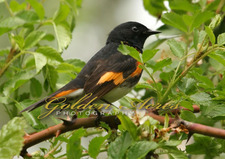 American Redstart 2