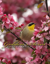 Common Yellowthroat