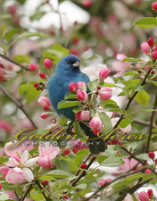 Indigo Bunting
