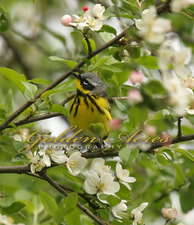 Magnolia Warbler
