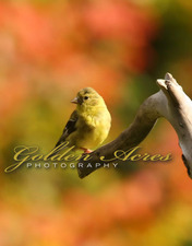 Autumn Finch