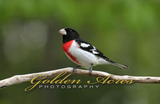 Rose Breasted Grosbeak