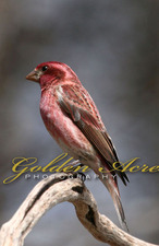 Purple Finch