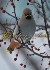 Bohemian Waxwing #2