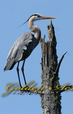 Georges Mills Heron