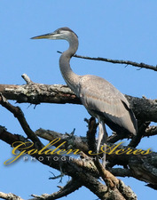 Hartland lake Heron