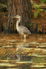 Dewey's Pond Heron