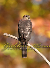 October Sharp-shinned Hawk