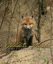 Fox Kit