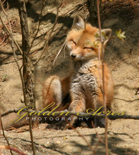 Scratching Fox Kit