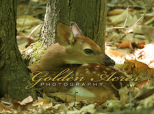 Newborn Fawn