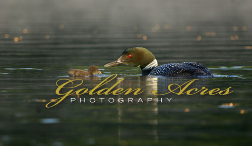 Loon Chick Feeding Time