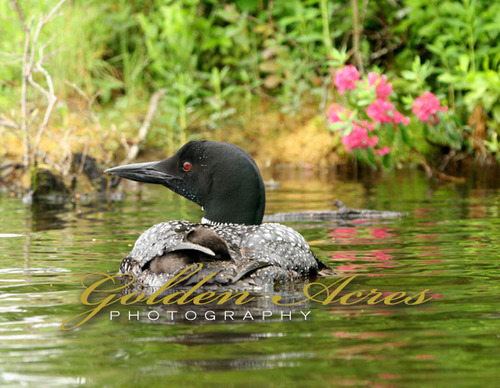 SLEEPING LOON CHICK