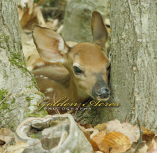 HIDING FAWN