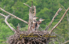 GREAT BLUE HERON NEST