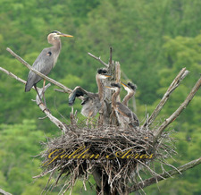 GREAT BLUE HERON ROOKERY
