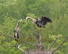 GREAT BLUE HERON ADULTS ON THE NEST