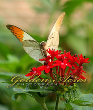 Greater Orange Tip Butterfly