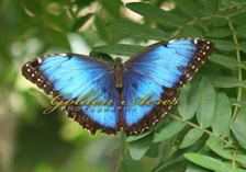 Blue Morpho Butterfly 2008
