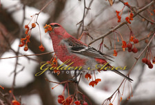 Pine Grosbeak male