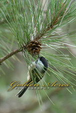 Chickadee and Pinecone