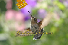 Floating at the Feeder