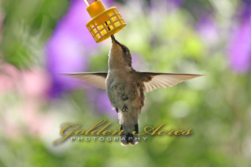 Hummer 2005