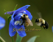 Busy Bees