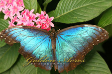 Blue Morpho Butterfly