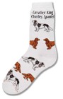 Cavalier King Charles Poses Sock