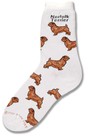 Norfolk Terrier Poses Sock