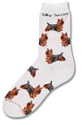 Silky Terrier Poses Sock
