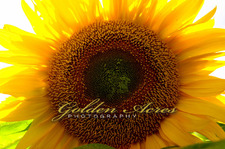 Barnard Sunflower