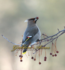 Bohemian Waxwing with Berry