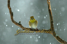 Goldfinch in the Storm